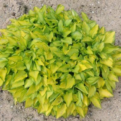 Hosta 'Green with Envy'